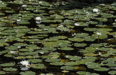 Lilies 
